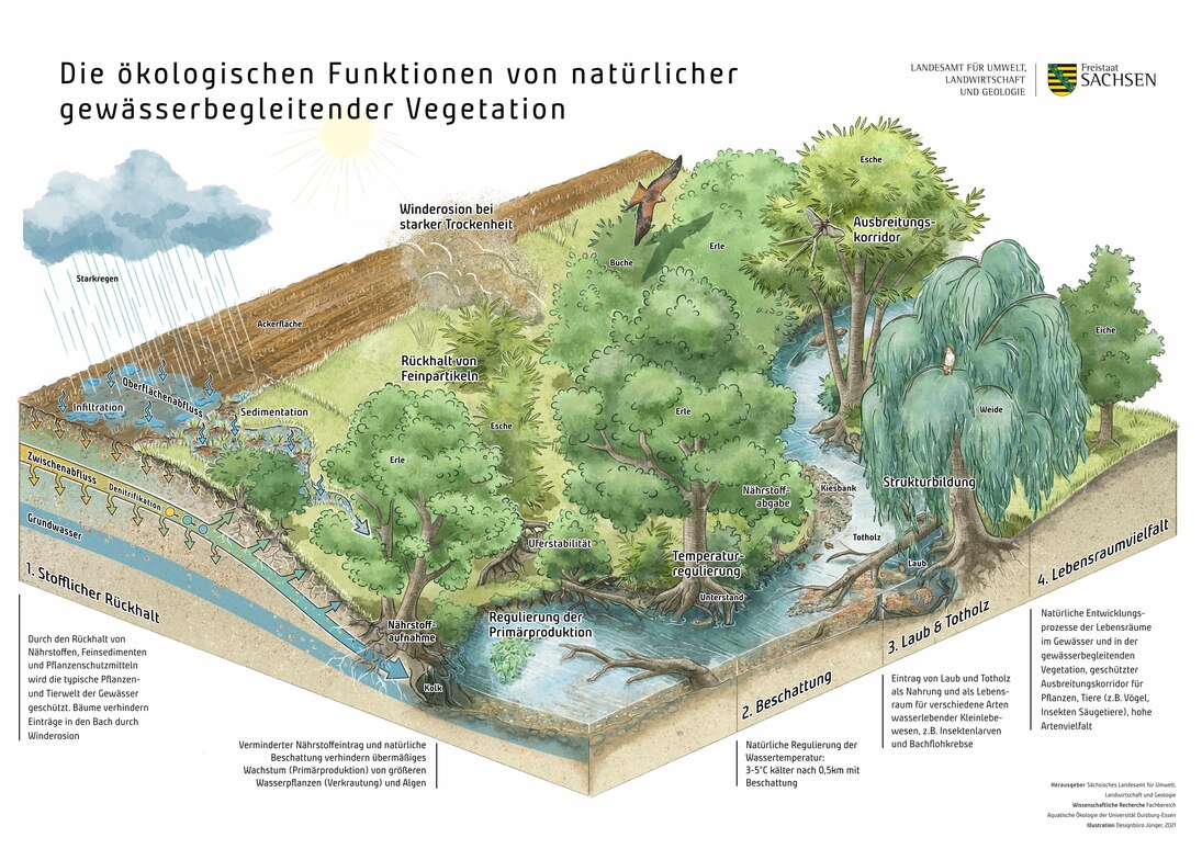 Schemaskizze der wichtigen ökologischen Funktionen natürlicher gewässerbegleitender Vegetation: Stofflicher Rückhalt, Beschattung, Laub und Totholz, Lebensraumvielfalt