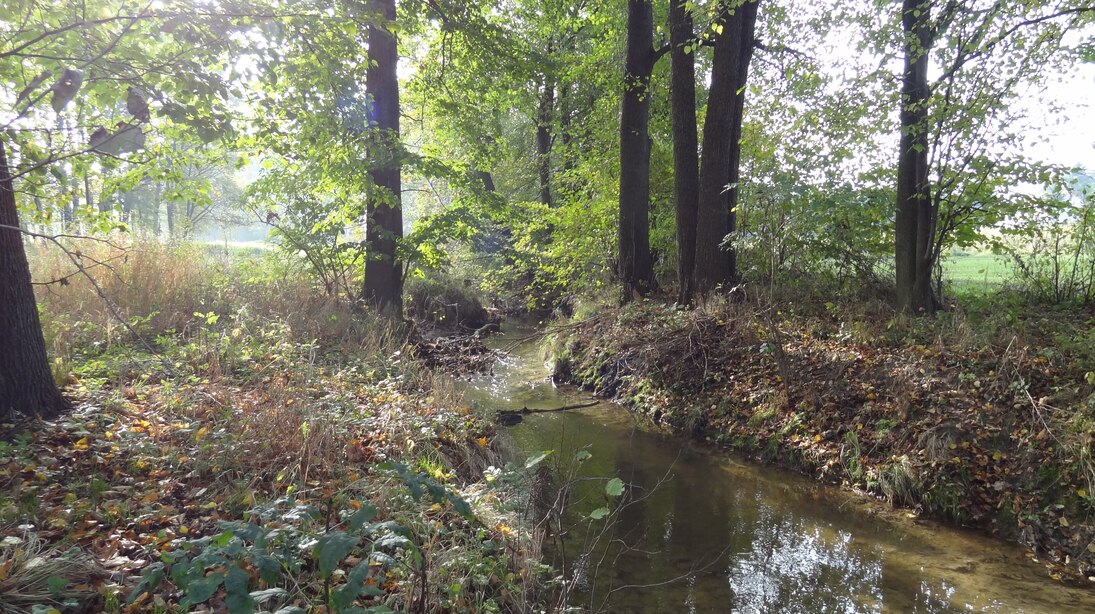 naturnaher Gewässerrandstreifen Rosenhainer Wasser bei Rosenbach