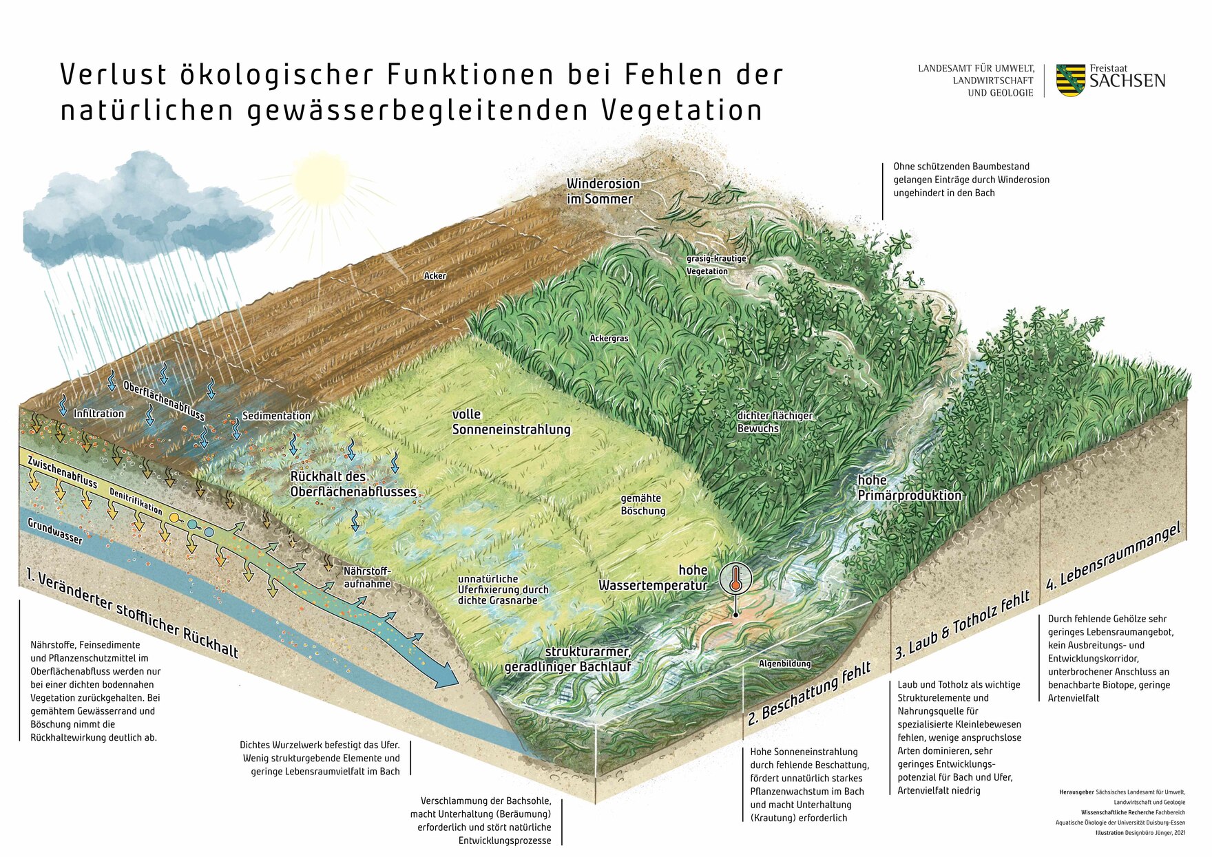 Schemaskizze Verlust ökologischer Funktionen bei Fehlen der natürlichen Gewässerbegleitenden Vegetation