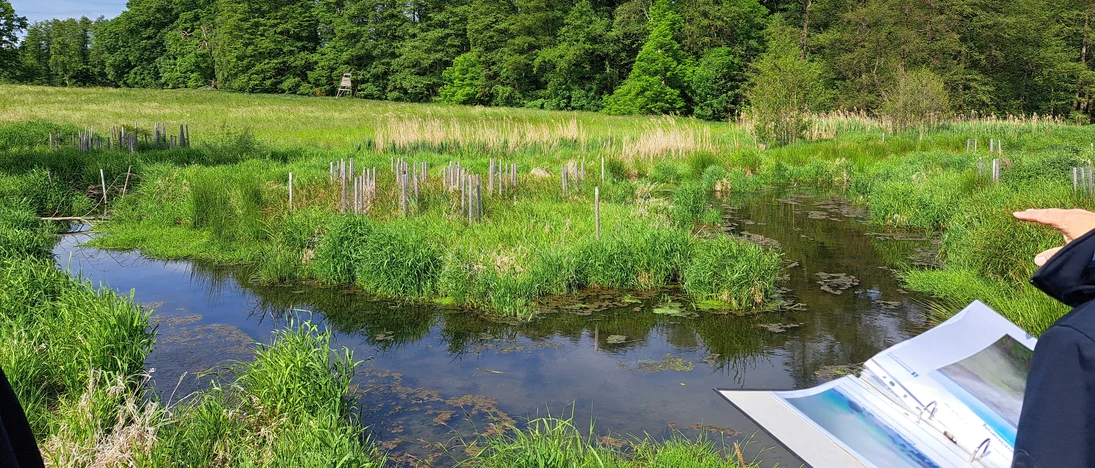 Die Lossa schlängelt sich durch die Landschaft. Nach der Renaturierungsmaßnahme kann sich der zuvor begradigte Fluss wieder entwickeln. Dabei sind zahlreiche neue Strukturen entstanden.