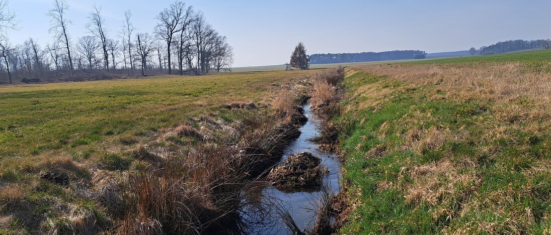Der Großteil unserer Fließgewässer in Sachsen ist in einem nicht guten Zustand. Begradigungen für die intensive Nutzung der Landschaft sorgen für eine Verarmung an Strukturen und bieten kaum Lebensraum für wichtige Arten.