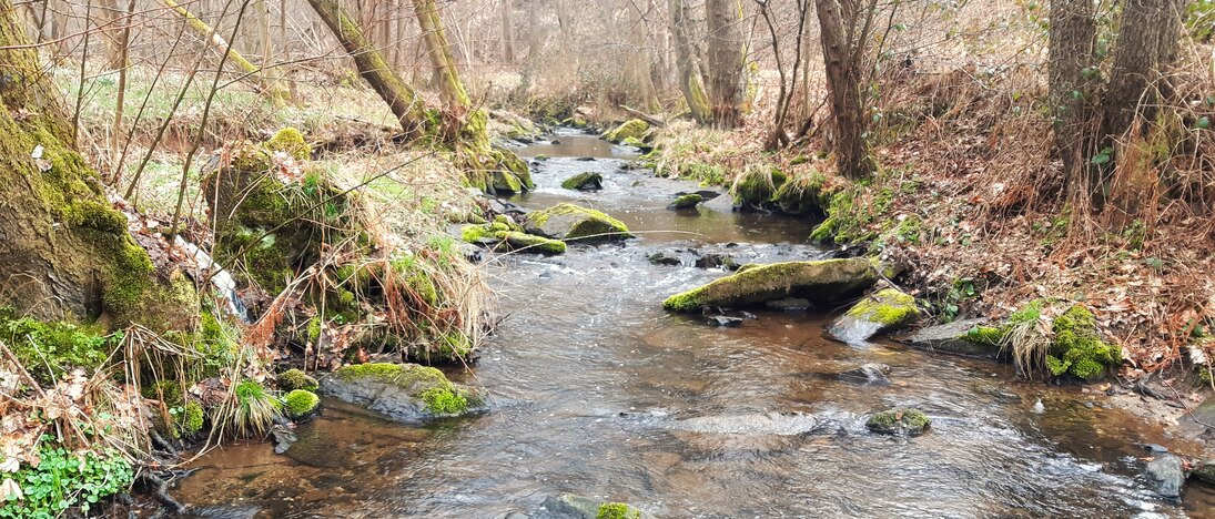 Ein naturnahes Gewässer hat einen Gehölzsaum aus gebietstypischen Arten, der Schatten spendet und das Ufer mit seinen Wurzeln sichert. Verschiedene Strukturen und Sedimente sorgen dafür, dass ich zahlreiche Arten wohl fühlen.