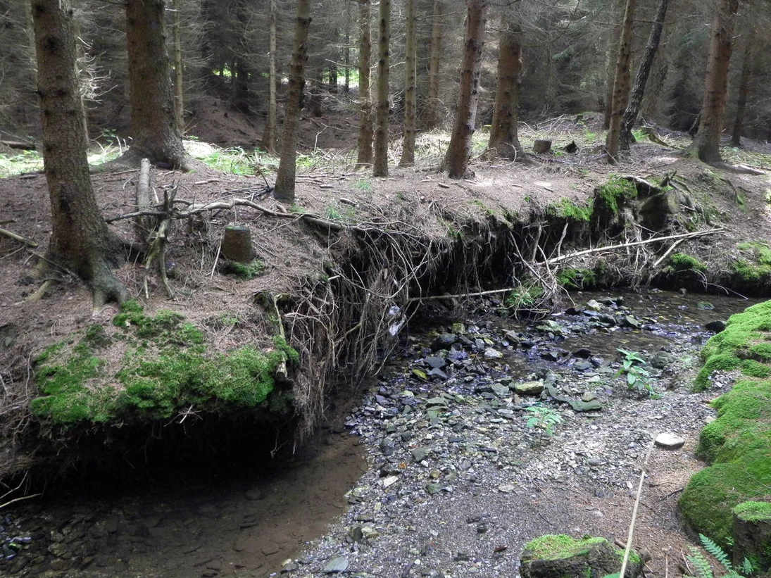 Fichtenbestand am Gewässer. Die Bäume wurden unterspült, der Boden ist kahl, es kann sich kein naturnahes Ökosystem entwickeln.
