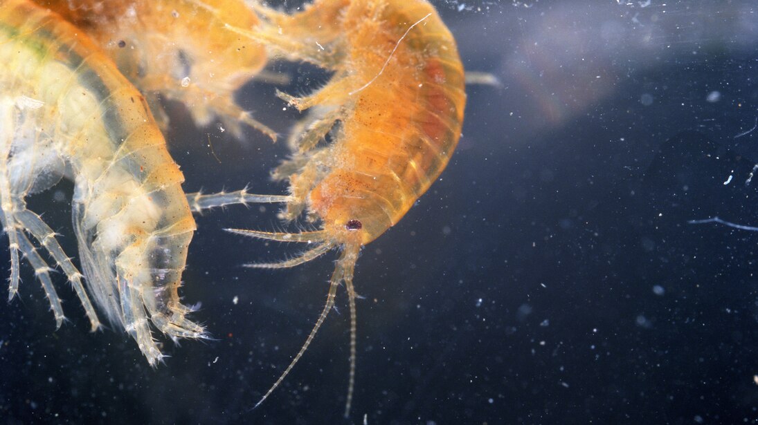 Beispiel wirbellose Organismen: Der Bachflohkrebs (Gammarus spec.) gehört zu den häufigsten Bewohnern langsam fließender Gewässer und Seen. Er ist sehr empfindlich gegenüber Wasserverschmutzung