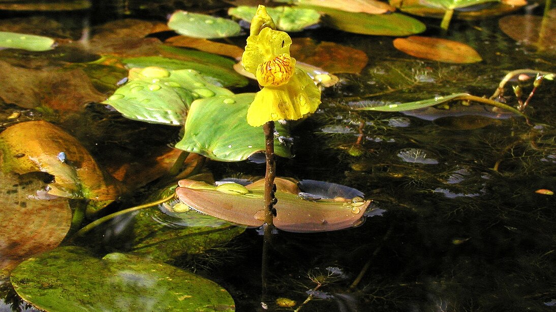 Blühender Verkannter Wasserschlauch