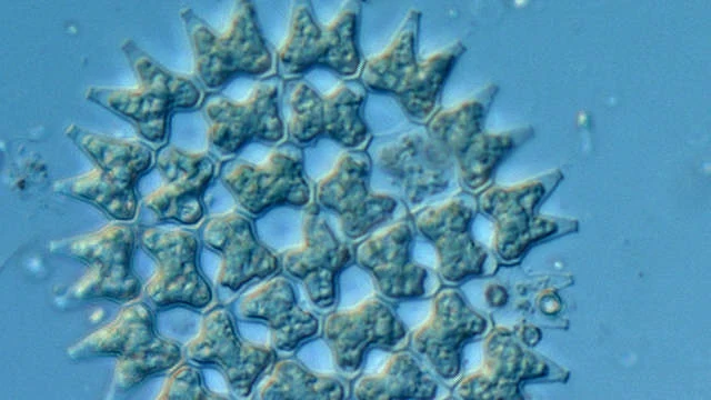 Phytoplankton