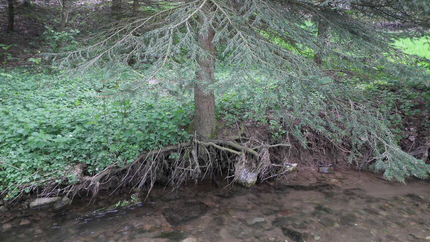 Fichten als Flachwurzler werden schnell unterspült und die Wurzeln bieten dem Ufer keinerlei Halt.
