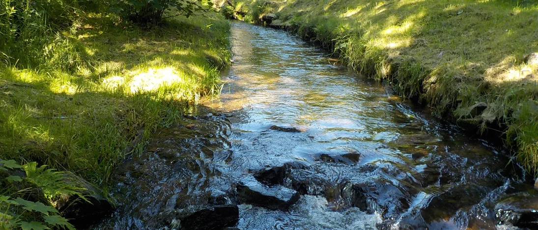 plätschernder Bach im Schatten des Waldes