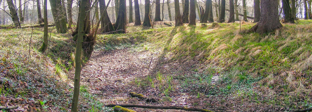 Geländemulde am Elligastbach im Röderauwald bei Zabeltitz