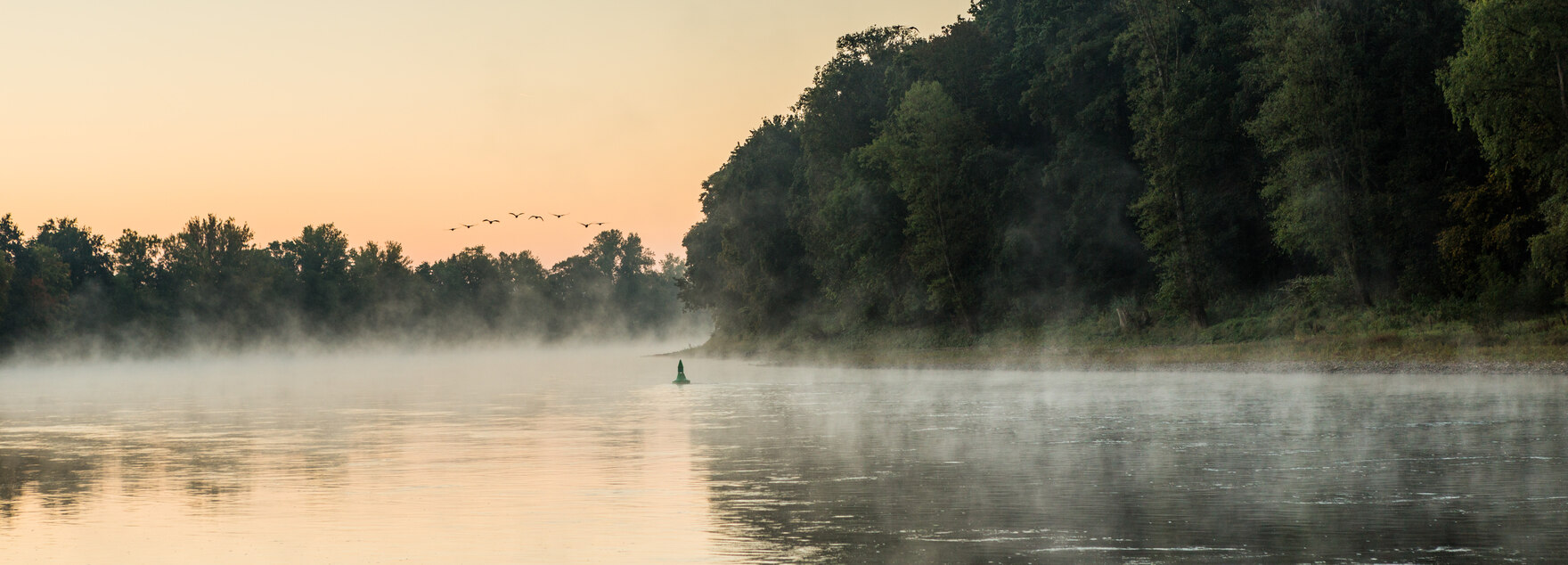 Elbe im Morgengrauen mit Nebel