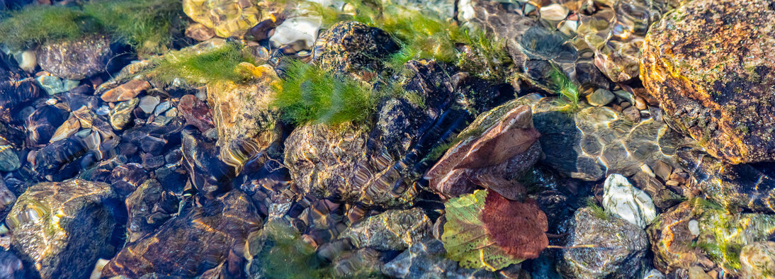 Großaufnahme Bachsohle mit Steinen, Laub und Unterwasservegetation