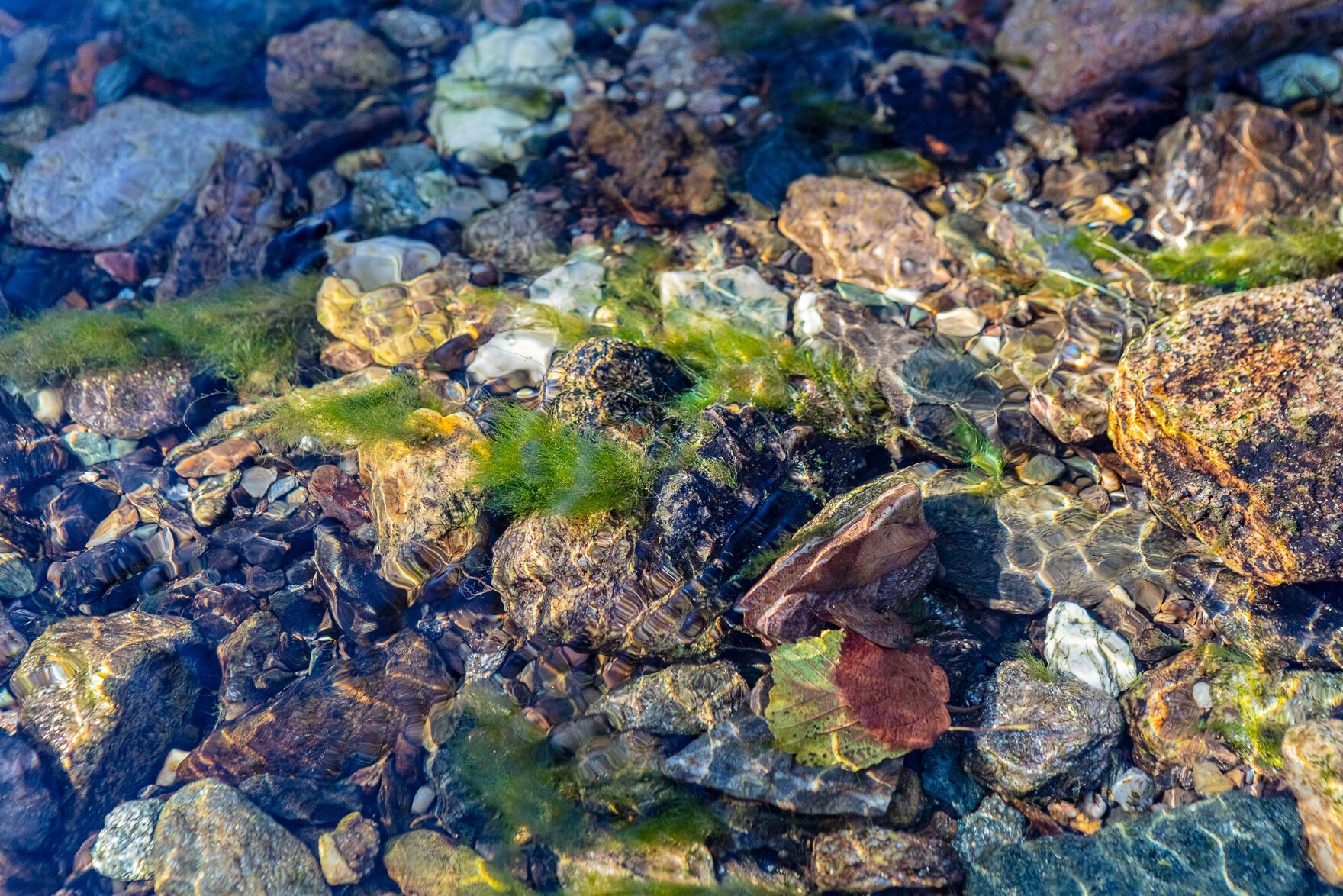 Steine und Gewässerpflanzen auf der Gewässersohle