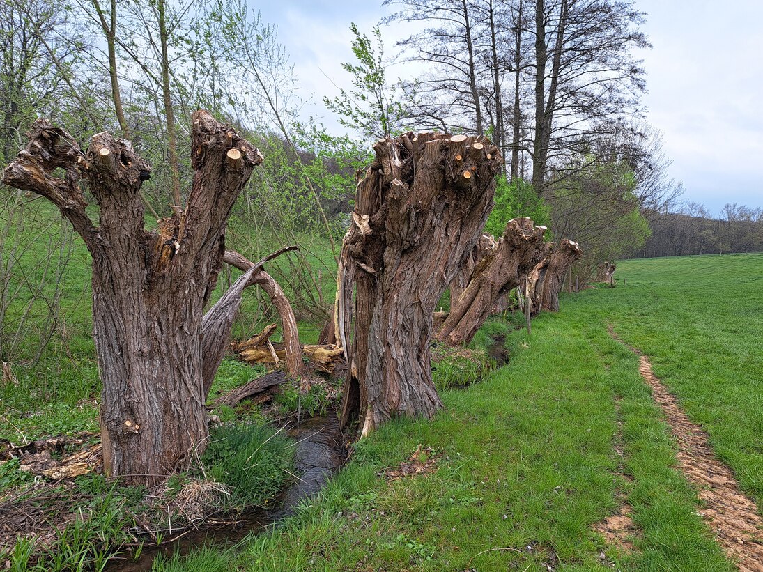 gepflegte Kopfweiden an einem Bach