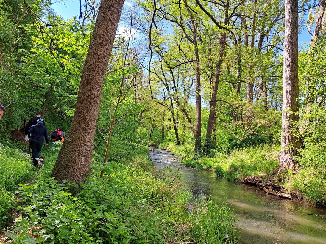 Ein gesundes Gewässer mit vielen Gehölzen. Deren Funktionen sind entscheidend für ein vitales Ökosystem, wie es hier vorliegt.