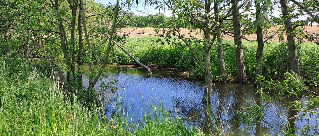 naturnahes Fließgewässer in unmittelbarer Nähe zu landwirtschaftlich genutzer Fläche