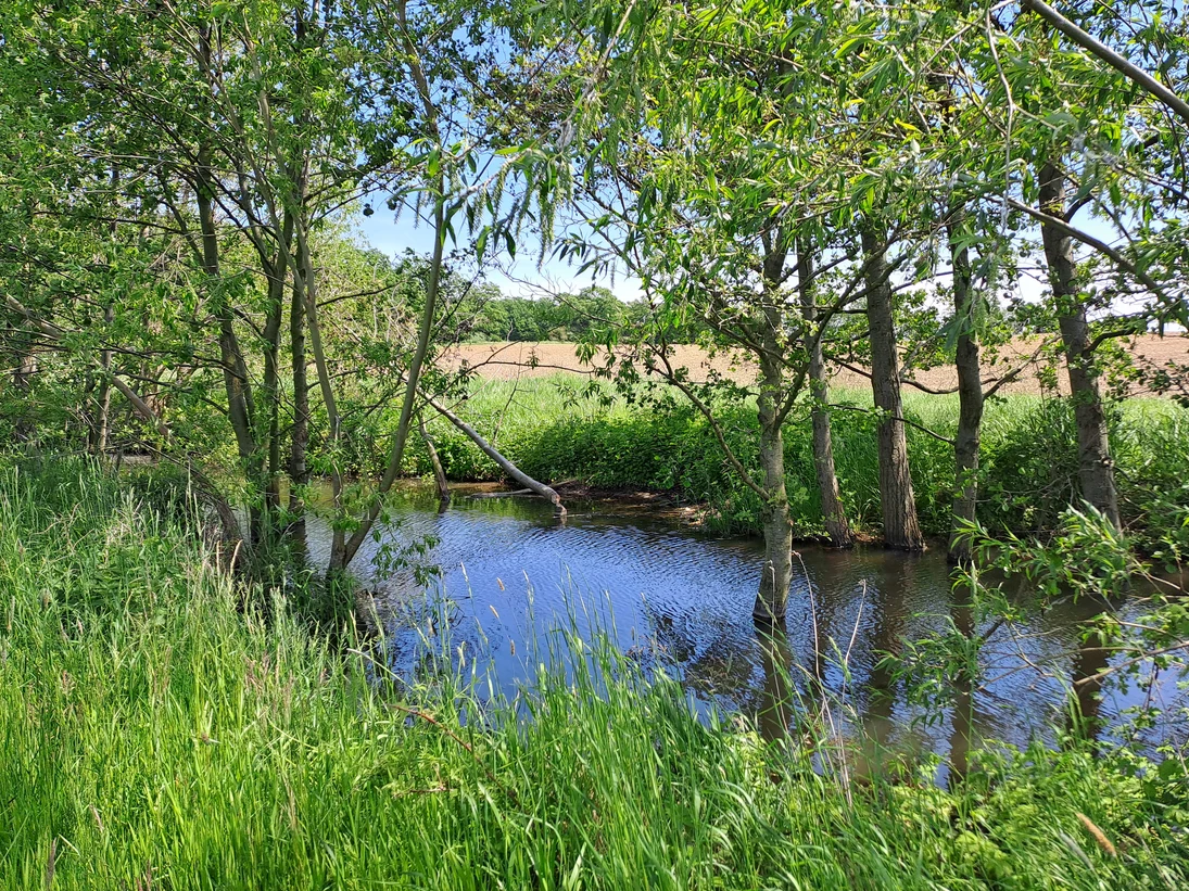 naturnahes Fließgewässer in unmittelbarer Nähe zu landwirtschaftlich genutzer Fläche