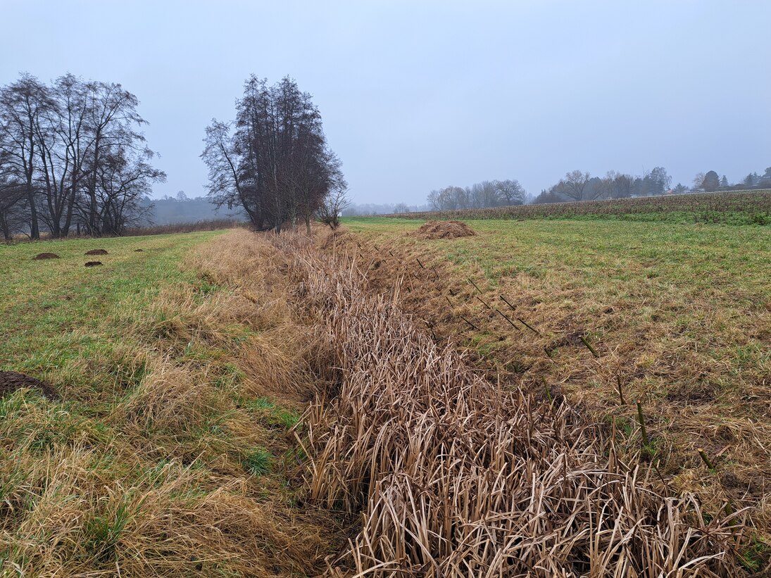 Schnurgerader nicht beschatteter und verkrauteter Bach