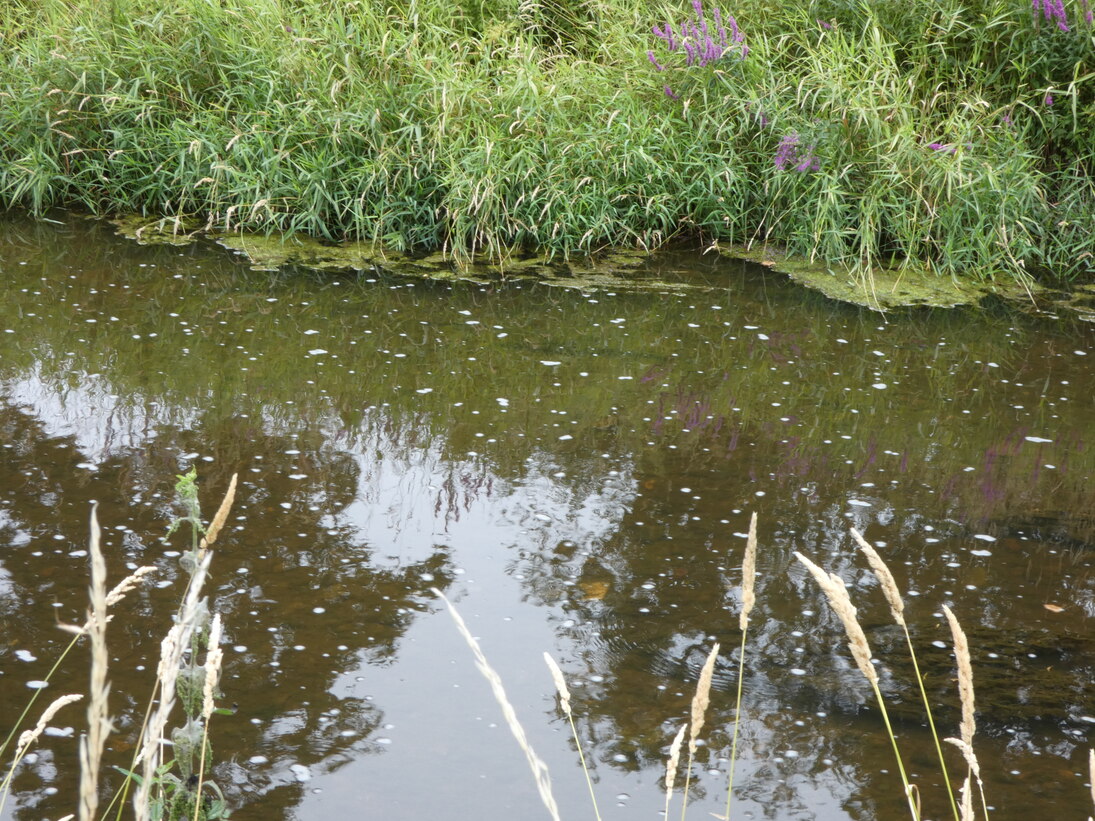Kleine Schaumbläschen auf einem Gewässer