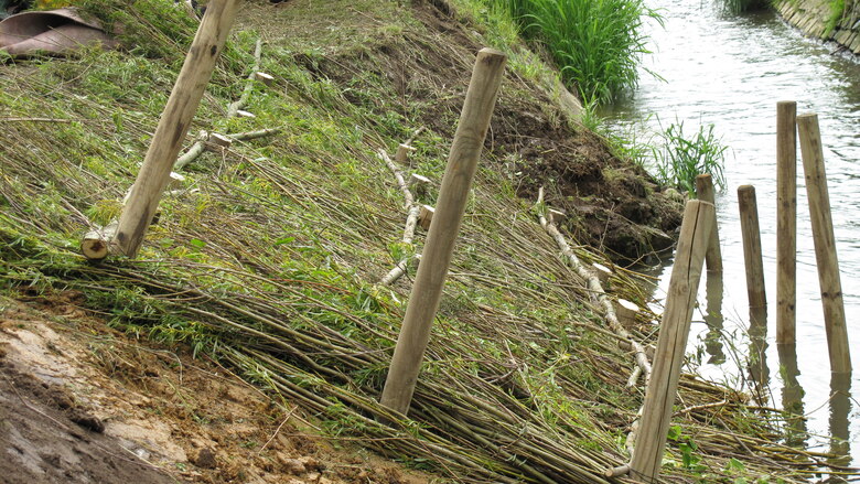 Weidenlagen vor Abdeckung zur ingenieurbiologischen Entwicklung