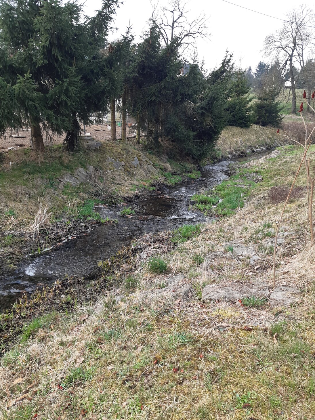 standortfremde Gehölze an einem Bach