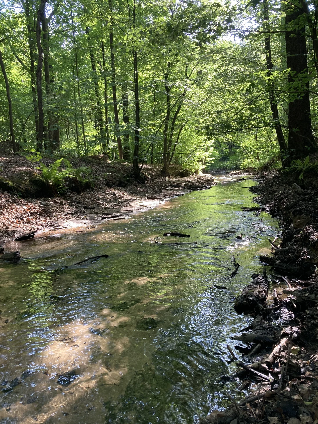 Naturnaher Gewässerabschnitt im Wald