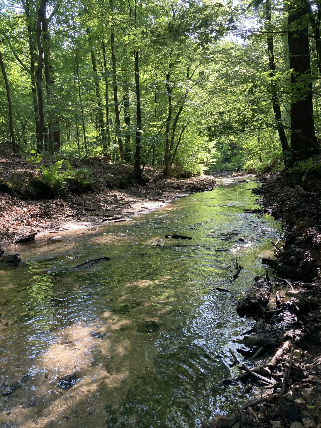 Naturnaher Gewässerabschnitt im Wald