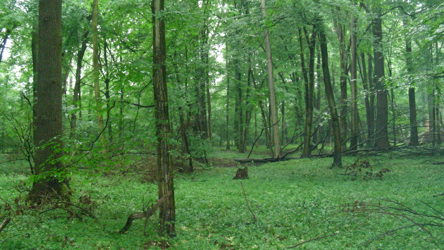 Bereich des Röderauwaldes bei Zabeltitz