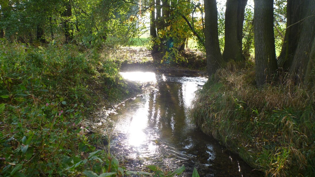 Naturnaher Gewässerrandstreifen Haselbach bei Pulsnitz