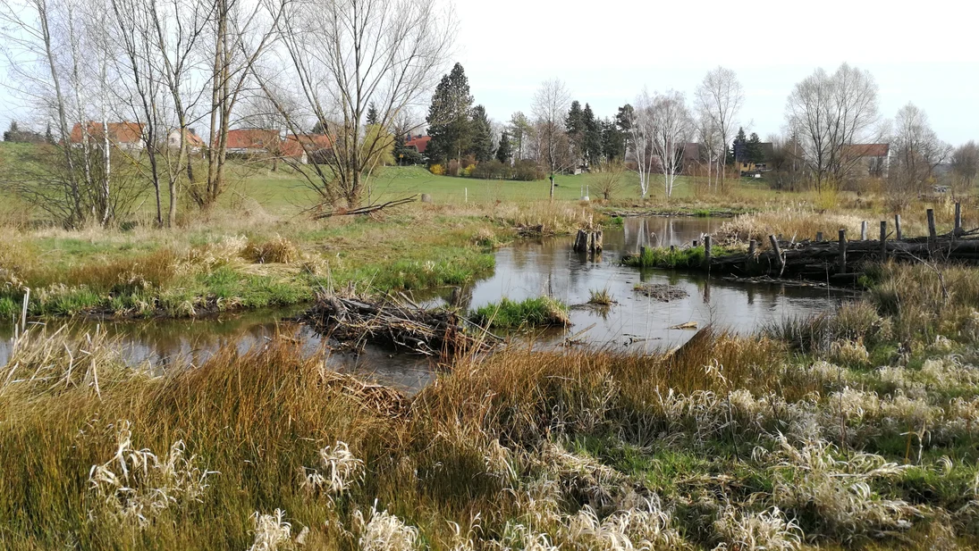 Totholz am Gewässer