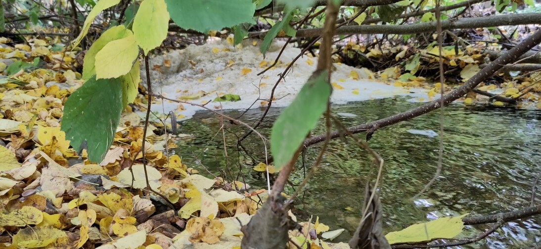 Eine Schaumbildung am Gewässer sieht zunächst besorgniserregend aus, hier deutet die Färbung jedoch eher auf einen natürlichen Ursprung