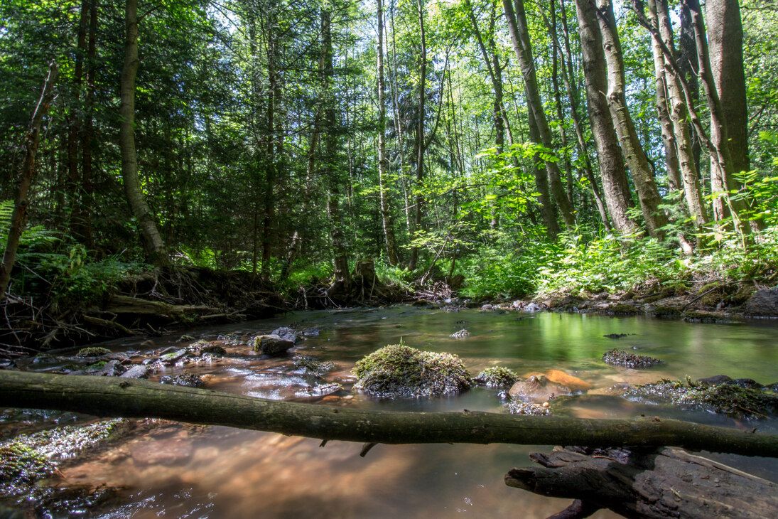 Totholz im Fokus an der Gimmlitz