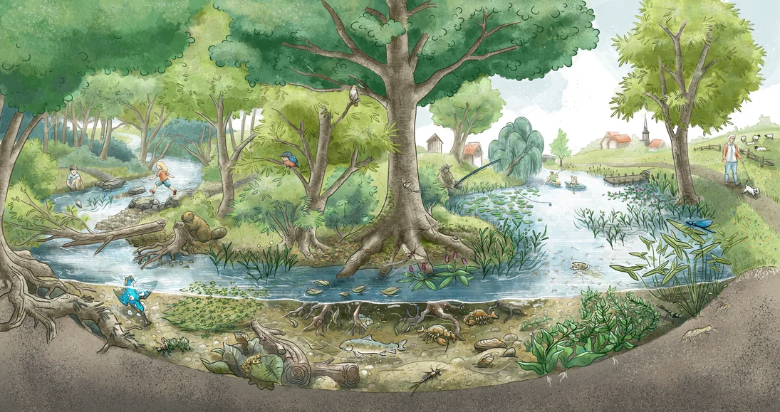 Illustration naturnahes Gewässer