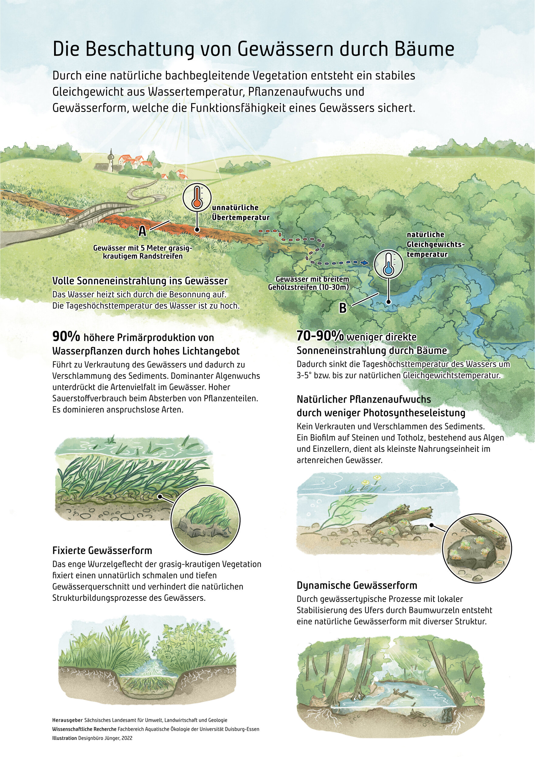 Schemaskizze zur BEschattung von Gewässern durch Bäume: Durch eine natürliche bachbegleitende Vegetation entsteht ein stabiles Gleichgewicht aus Wassertemperatur, Pflanzenaufwuchs und Gewässerform, welche die Funktionsfähigkeit eines Gewässers sichert