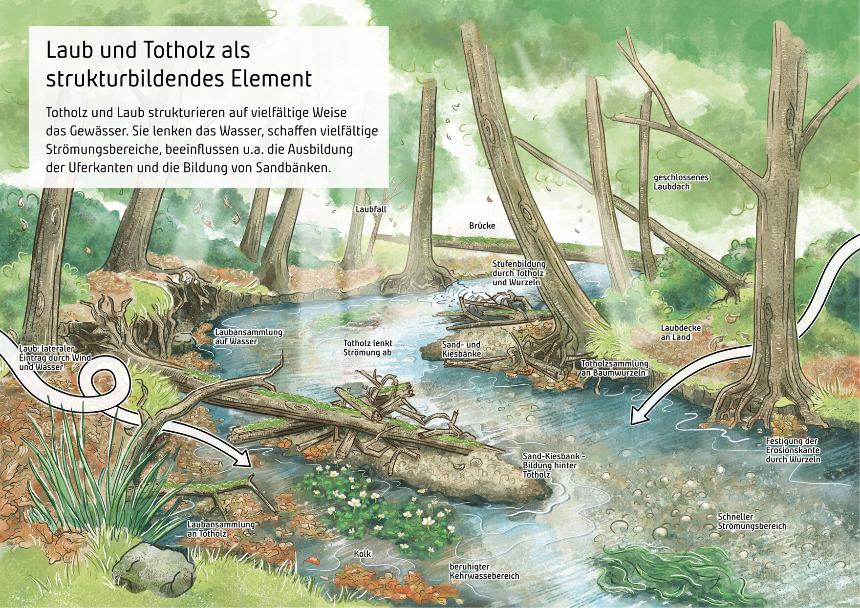 Schemaskizze Laub und Totholz als strukturbildendes Element. Totholz und Laub strukturieren auf viuelfältige Weise das Gewässer. Sie lenken das Wasser, schaffen vielfältige Strömungsbereiche, beeinflussen die Ausbildung der Ufer und Sandbänke