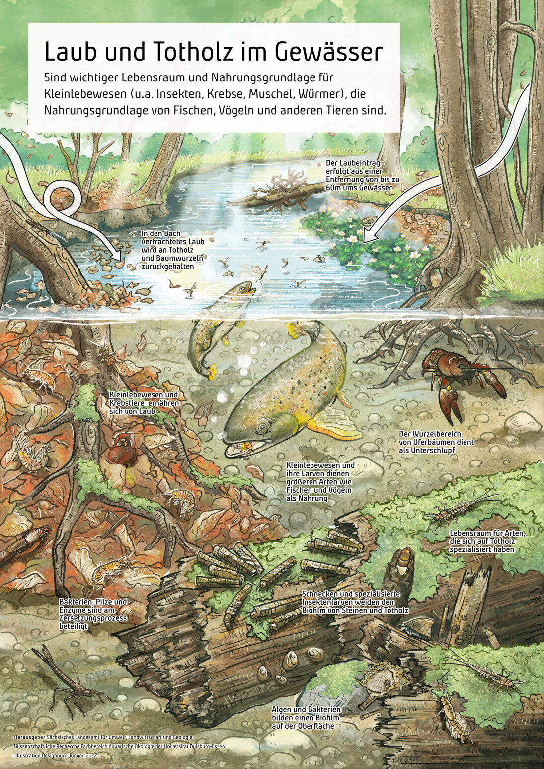 Schemazeichnung zu Laub und Totholz am Gewässer