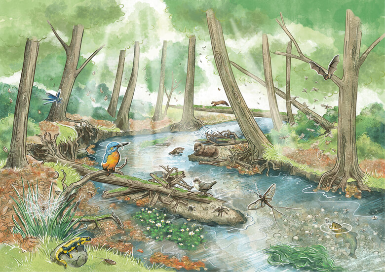 Zeichnung eines naturnahen Baches