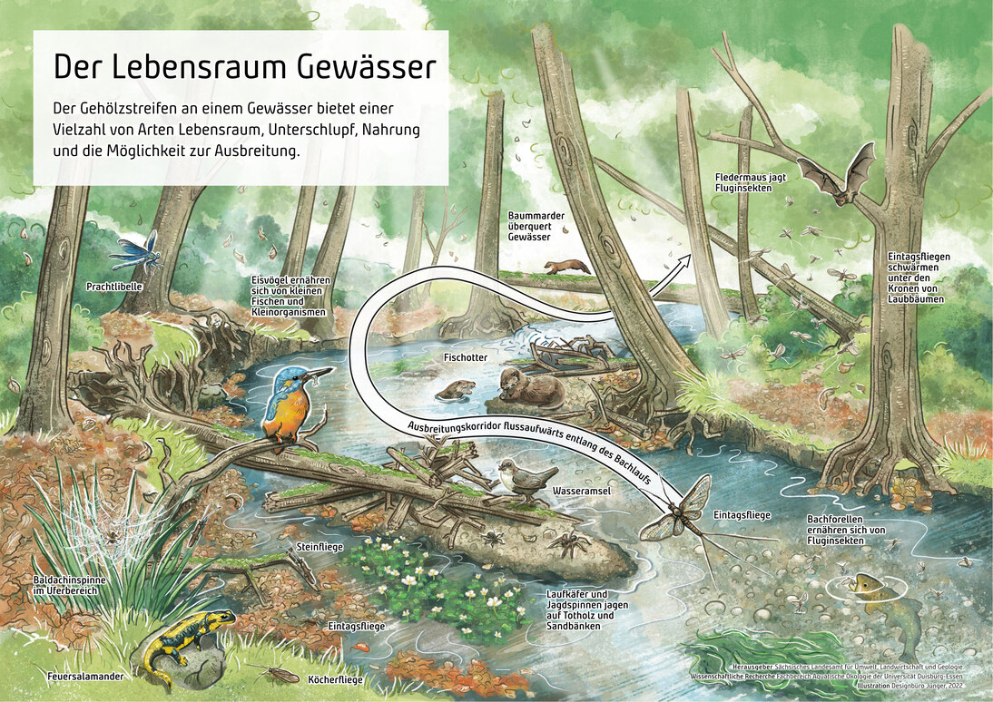 Gewässerstruktur Wasser sachsen.de