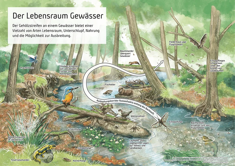 Schaubild Lebensraum Gewässer