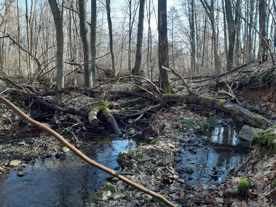 Unordnung am Mortelbach