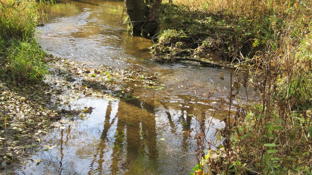 Der Rauner Bach im Vogtland zählt zu den Bächen mit der besten Strukturgüte in Sachsen