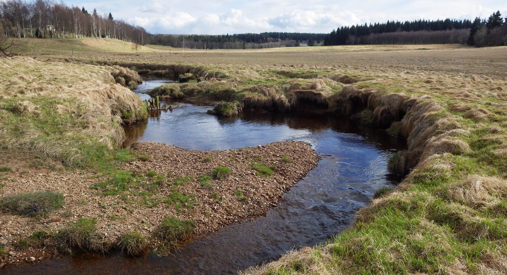 Die Schwarze Pockau am Kamm des Erzgebirges: naturnah mäandrierend im Wiesengrund