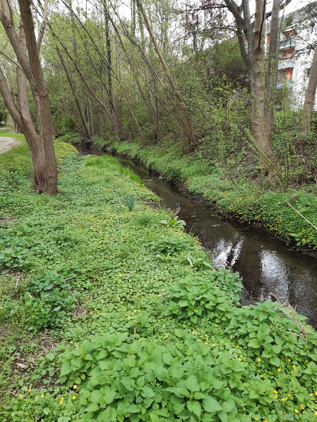 Auch in Ortslagen sind standortgerechte Gehölze möglich, die mit ihrer Beschattung gut für das Gewässer sind und zu einem schönen Ortsbild beitragen.
