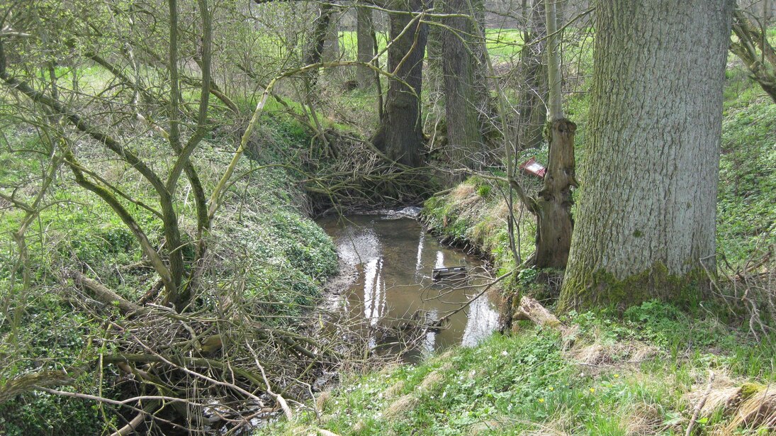 naturnaher Gewässerrandstreifen Thümmlitzbach zwischen Frauendorf und Förstgen