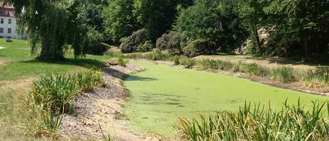 Ausgetrockneter Teich