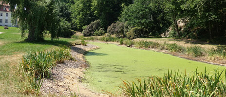 Ausgetrockneter Teich