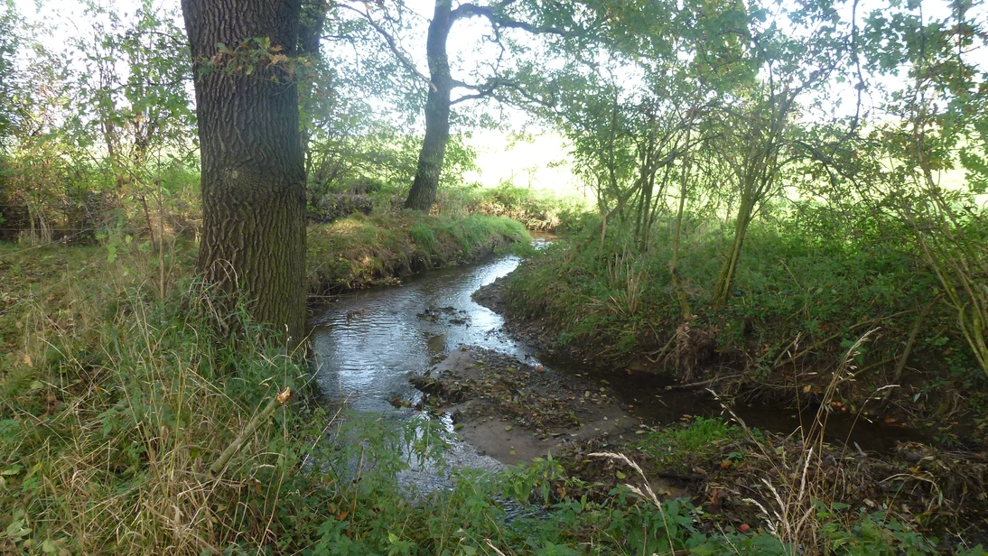 Naturnaher Gewässerrandstreifen Weißbach zwischen Steina und Haselbachtal